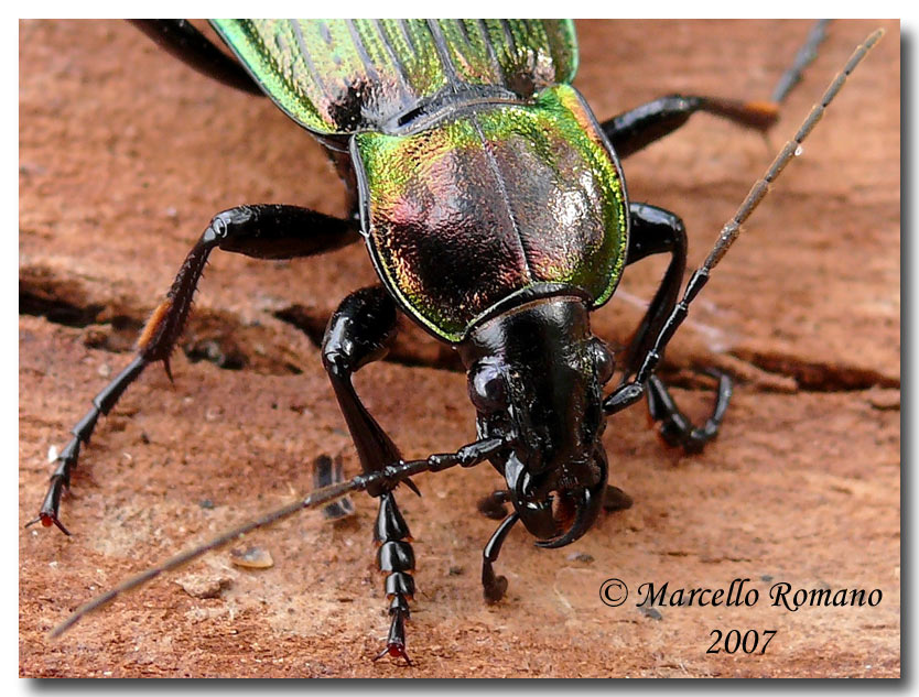 Una bella forma cromatica del Carabus morbillosus alternans